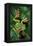 Rhacophorus Reinwardtii (Green Flying Frog)-Paul Starosta-Framed Premier Image Canvas