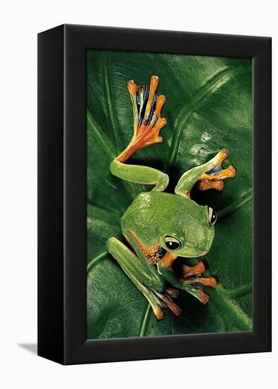 Rhacophorus Reinwardtii (Green Flying Frog)-Paul Starosta-Framed Premier Image Canvas