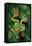 Rhacophorus Reinwardtii (Green Flying Frog)-Paul Starosta-Framed Premier Image Canvas