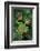 Rhacophorus Reinwardtii (Green Flying Frog)-Paul Starosta-Framed Premium Photographic Print