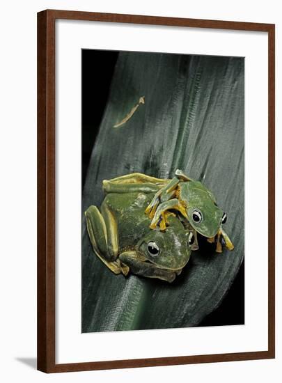 Rhacophorus Reinwardtii (Green Flying Frog)-Paul Starosta-Framed Photographic Print