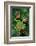 Rhacophorus Reinwardtii (Green Flying Frog)-Paul Starosta-Framed Photographic Print