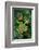 Rhacophorus Reinwardtii (Green Flying Frog)-Paul Starosta-Framed Photographic Print