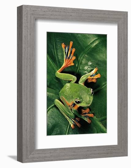 Rhacophorus Reinwardtii (Green Flying Frog)-Paul Starosta-Framed Photographic Print