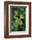 Rhacophorus Reinwardtii (Green Flying Frog)-Paul Starosta-Framed Photographic Print