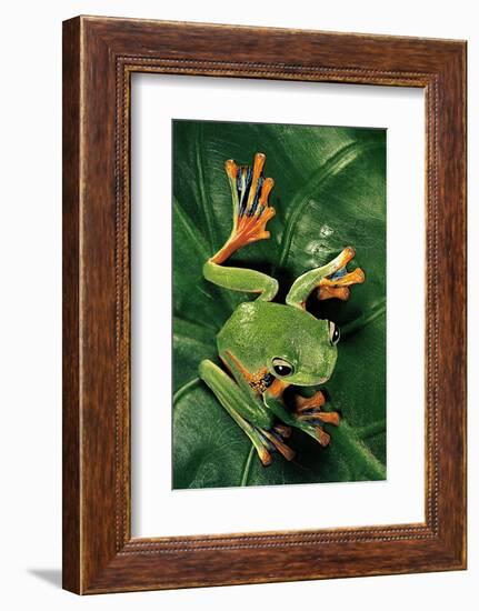 Rhacophorus Reinwardtii (Green Flying Frog)-Paul Starosta-Framed Photographic Print