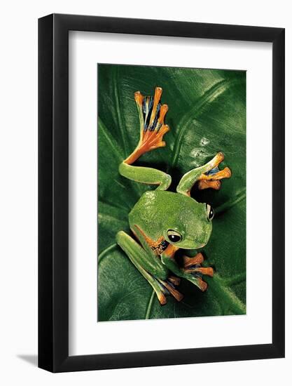 Rhacophorus Reinwardtii (Green Flying Frog)-Paul Starosta-Framed Photographic Print