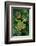 Rhacophorus Reinwardtii (Green Flying Frog)-Paul Starosta-Framed Photographic Print