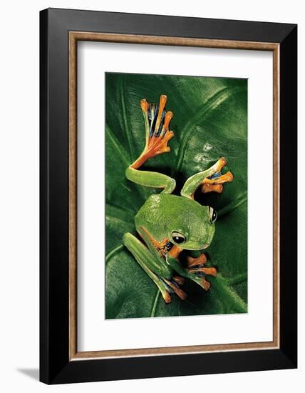 Rhacophorus Reinwardtii (Green Flying Frog)-Paul Starosta-Framed Photographic Print