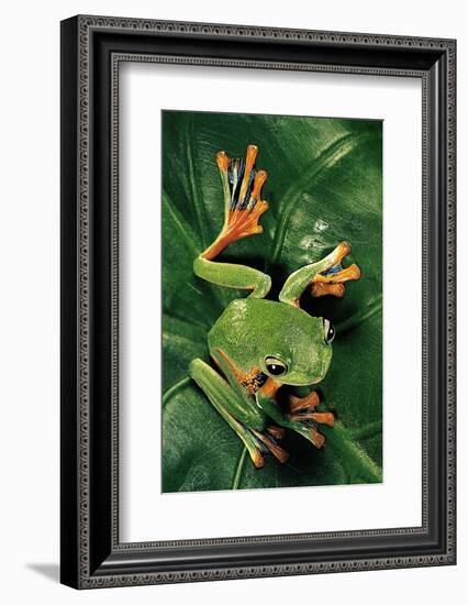 Rhacophorus Reinwardtii (Green Flying Frog)-Paul Starosta-Framed Photographic Print