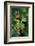 Rhacophorus Reinwardtii (Green Flying Frog)-Paul Starosta-Framed Photographic Print