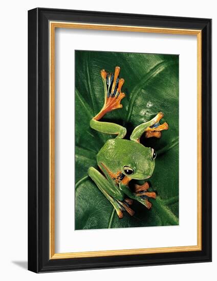 Rhacophorus Reinwardtii (Green Flying Frog)-Paul Starosta-Framed Photographic Print