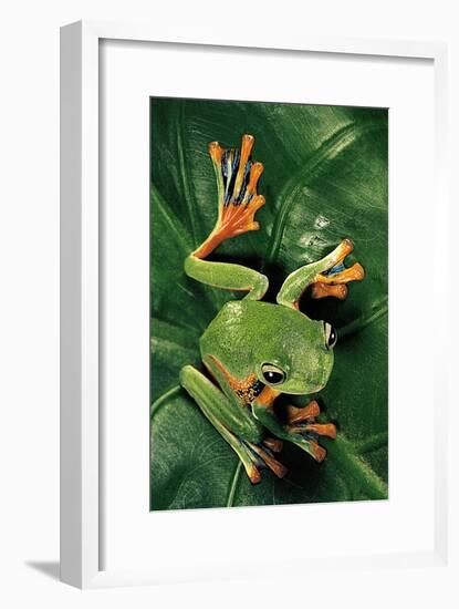 Rhacophorus Reinwardtii (Green Flying Frog)-Paul Starosta-Framed Photographic Print