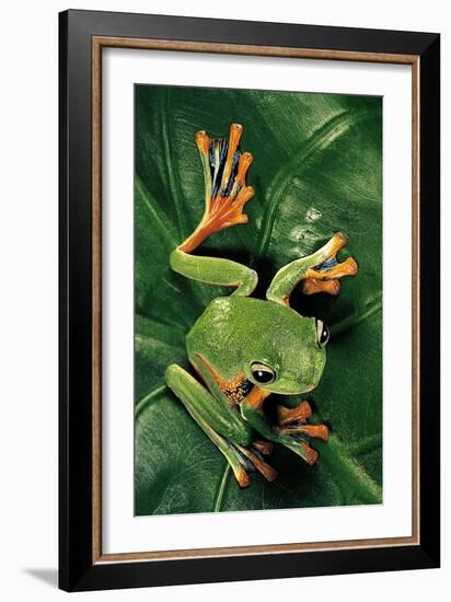 Rhacophorus Reinwardtii (Green Flying Frog)-Paul Starosta-Framed Photographic Print