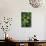 Rhacophorus Reinwardtii (Green Flying Frog)-Paul Starosta-Photographic Print displayed on a wall
