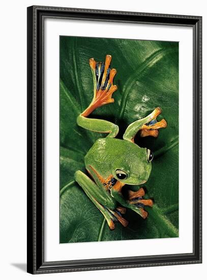 Rhacophorus Reinwardtii (Green Flying Frog)-Paul Starosta-Framed Photographic Print