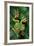 Rhacophorus Reinwardtii (Green Flying Frog)-Paul Starosta-Framed Photographic Print