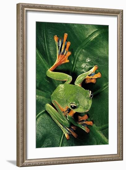 Rhacophorus Reinwardtii (Green Flying Frog)-Paul Starosta-Framed Photographic Print