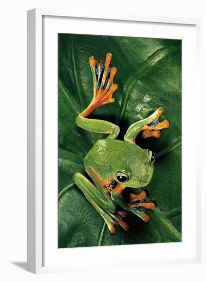 Rhacophorus Reinwardtii (Green Flying Frog)-Paul Starosta-Framed Photographic Print