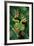 Rhacophorus Reinwardtii (Green Flying Frog)-Paul Starosta-Framed Photographic Print