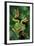 Rhacophorus Reinwardtii (Green Flying Frog)-Paul Starosta-Framed Photographic Print