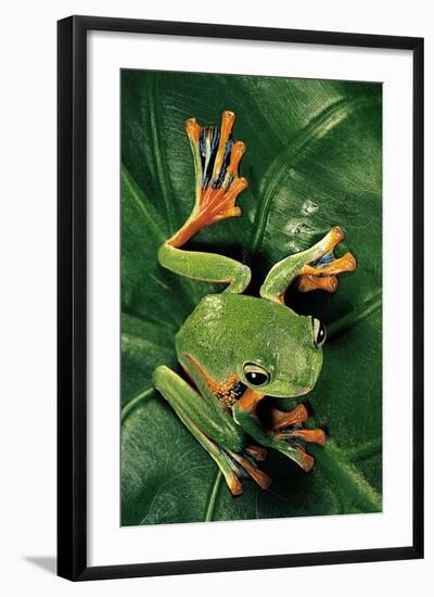 Rhacophorus Reinwardtii (Green Flying Frog)-Paul Starosta-Framed Photographic Print