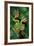 Rhacophorus Reinwardtii (Green Flying Frog)-Paul Starosta-Framed Photographic Print