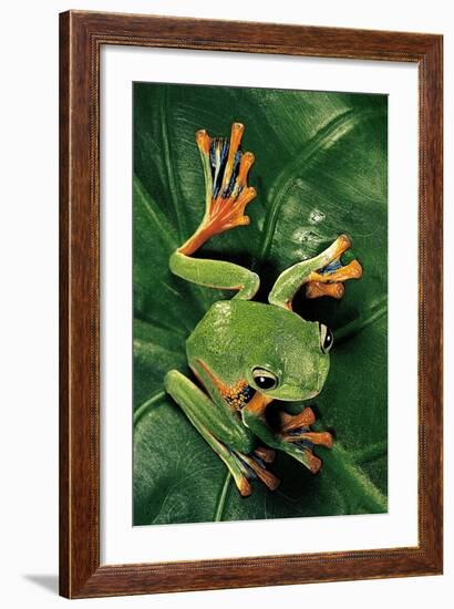 Rhacophorus Reinwardtii (Green Flying Frog)-Paul Starosta-Framed Photographic Print