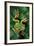 Rhacophorus Reinwardtii (Green Flying Frog)-Paul Starosta-Framed Photographic Print