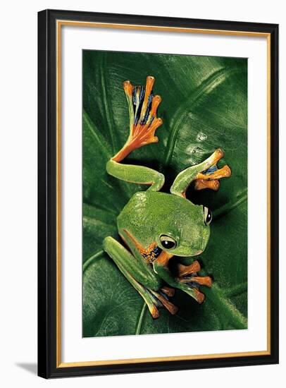 Rhacophorus Reinwardtii (Green Flying Frog)-Paul Starosta-Framed Photographic Print