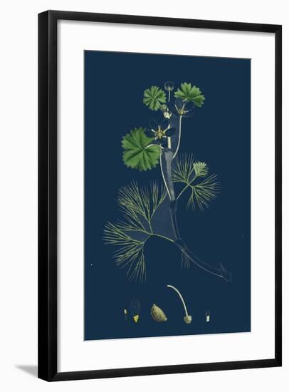 Rhamnus Catharticus; Purging Buckthorn-null-Framed Giclee Print