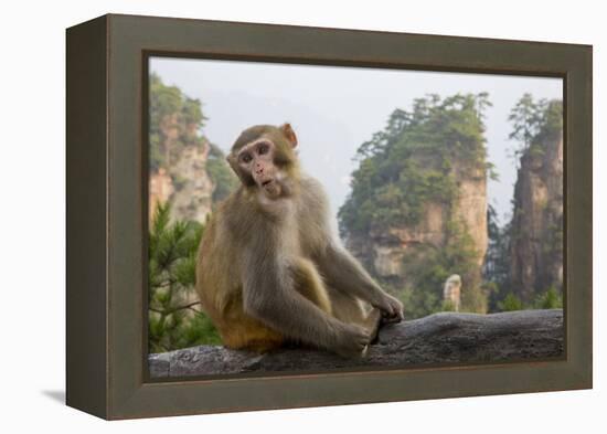 Rhesus Macaque, Hallelujah Mountains, Wulingyuan District, China-Darrell Gulin-Framed Premier Image Canvas