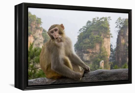 Rhesus Macaque, Hallelujah Mountains, Wulingyuan District, China-Darrell Gulin-Framed Premier Image Canvas