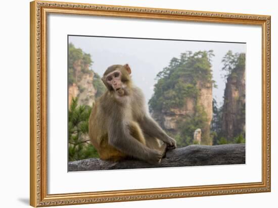 Rhesus Macaque, Hallelujah Mountains, Wulingyuan District, China-Darrell Gulin-Framed Photographic Print