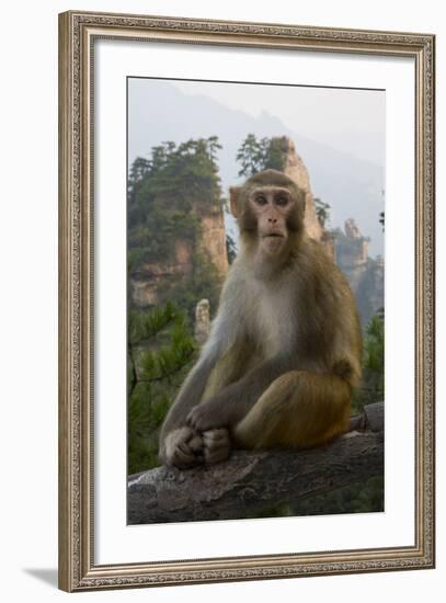 Rhesus Macaque, Hallelujah Mountains, Wulingyuan District, China-Darrell Gulin-Framed Photographic Print