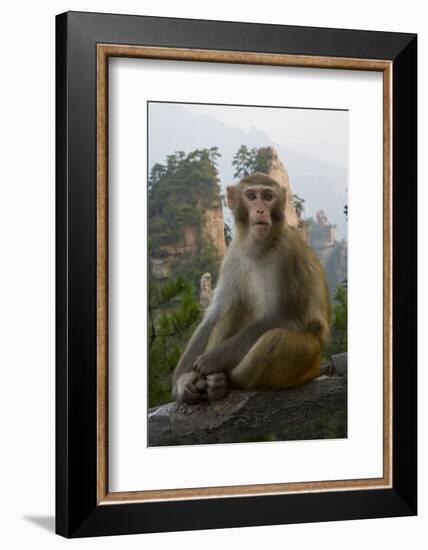 Rhesus Macaque, Hallelujah Mountains, Wulingyuan District, China-Darrell Gulin-Framed Photographic Print