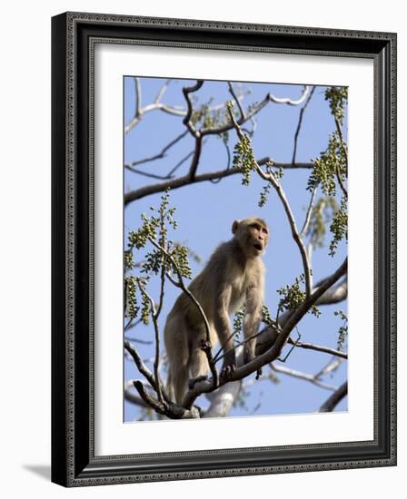 Rhesus Macaque Monkey (Macaca Mulatta), Bandhavgarh National Park, Madhya Pradesh State, India-Thorsten Milse-Framed Photographic Print