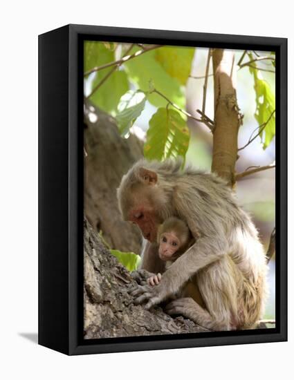 Rhesus Macaque Monkey (Macaca Mulatta), Bandhavgarh National Park, Madhya Pradesh State, India-Thorsten Milse-Framed Premier Image Canvas