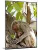 Rhesus Macaque Monkey (Macaca Mulatta), Bandhavgarh National Park, Madhya Pradesh State, India-Thorsten Milse-Mounted Photographic Print