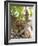 Rhesus Macaque Monkey (Macaca Mulatta), Bandhavgarh National Park, Madhya Pradesh State, India-Thorsten Milse-Framed Photographic Print