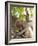 Rhesus Macaque Monkey (Macaca Mulatta), Bandhavgarh National Park, Madhya Pradesh State, India-Thorsten Milse-Framed Photographic Print