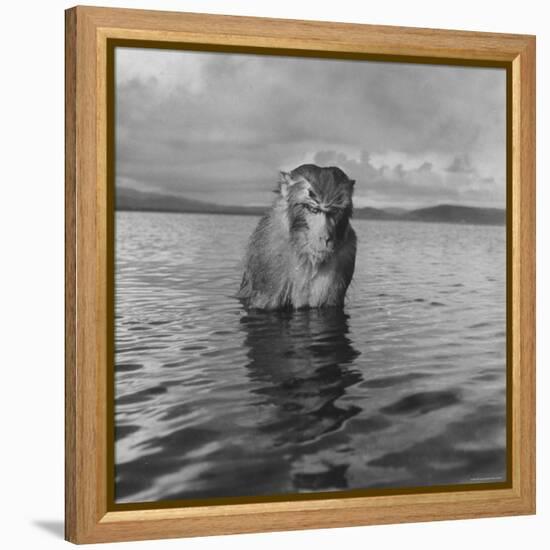 Rhesus Monkey Sitting in Water Up to His Chest-Hansel Mieth-Framed Premier Image Canvas