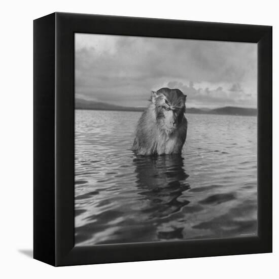Rhesus Monkey Sitting in Water Up to His Chest-Hansel Mieth-Framed Premier Image Canvas