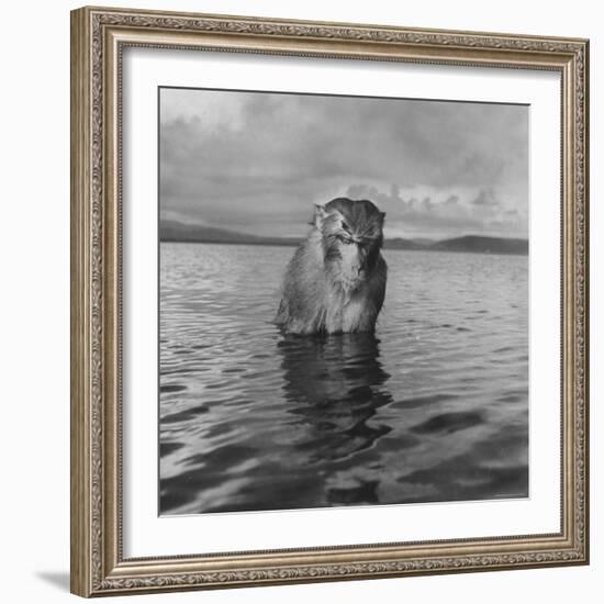 Rhesus Monkey Sitting in Water Up to His Chest-Hansel Mieth-Framed Photographic Print