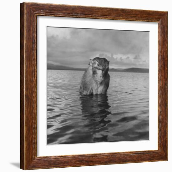 Rhesus Monkey Sitting in Water Up to His Chest-Hansel Mieth-Framed Photographic Print