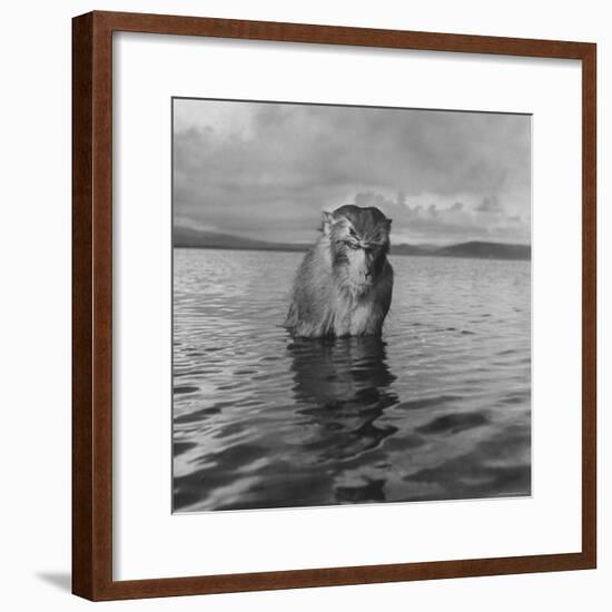 Rhesus Monkey Sitting in Water Up to His Chest-Hansel Mieth-Framed Photographic Print