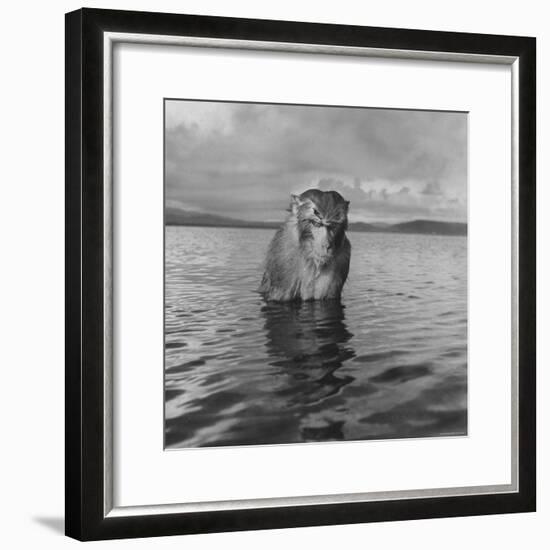 Rhesus Monkey Sitting in Water Up to His Chest-Hansel Mieth-Framed Photographic Print