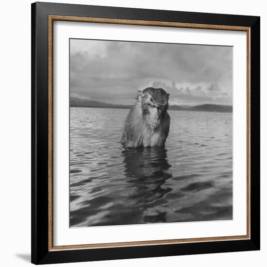 Rhesus Monkey Sitting in Water Up to His Chest-Hansel Mieth-Framed Photographic Print