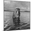 Rhesus Monkey Sitting in Water Up to His Chest-Hansel Mieth-Mounted Photographic Print