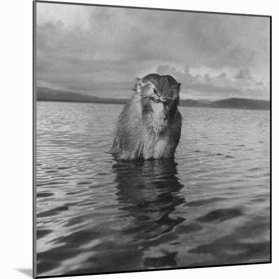 Rhesus Monkey Sitting in Water Up to His Chest-Hansel Mieth-Mounted Photographic Print
